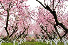 2015年蒙阴岱崮桃花节是什么时候