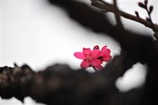 2015年连平桃花节是什么时候