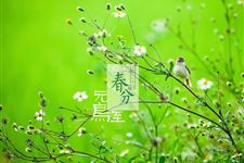 春分之后下一个节气是什么