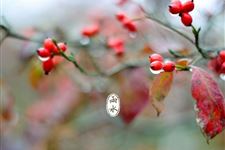雨水节气习俗:接寿习俗