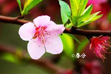 2016年春分吃什么