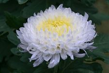清明节扫墓用什么花 清明节扫墓鲜花推荐