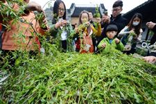 2016年清明节插柳的由来