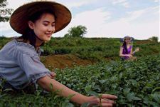 端午节习俗:采茶、制凉茶