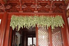 端午节习俗:挂艾草与菖蒲