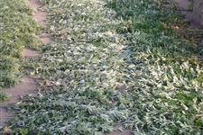 端午节习俗:晒端午