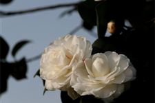 阳虚体质大寒养生:保暖、节欲、安神