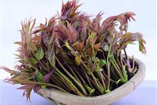 春分节气吃什么菜好