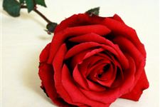 77朵玫瑰花语,77朵玫瑰代表什么?