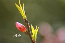 遇到春旱如何保全苗
