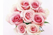 19朵玫瑰代表什么,19朵玫瑰花语
