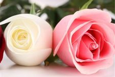 18朵玫瑰什么意思,18朵红玫瑰花语