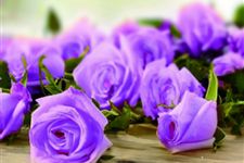 17朵玫瑰代表什么意思,17朵玫瑰花语