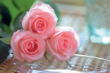 16朵玫瑰代表什么,16朵粉玫瑰花语