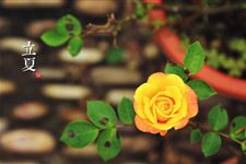 立夏时节蔬菜病虫害防治