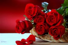 15朵玫瑰花语,15朵红玫瑰代表什么?