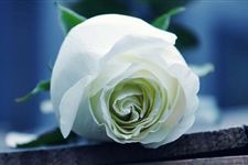 11朵玫瑰代表什么意思,11朵玫瑰花语