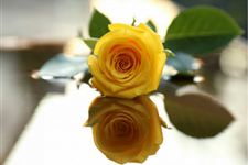 8朵玫瑰代表什么,8朵黄玫瑰花语
