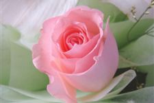 7朵红玫瑰花语暗恋,7朵玫瑰代表什么意思?