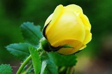 黄玫瑰的花语,黄玫瑰代表什么?