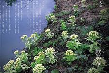 日本七十二物候:大寒三候