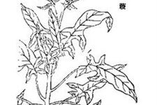 大寒食经:大寒适合吃什么,大寒时令食物大全