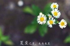 2017年夏至祝福语大全
