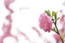 2017年夏至是什么时候?夏至是几月几日