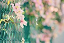 节气习俗盘点,夏至民俗有哪些?