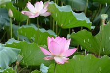 夏至的习俗,夏至节气习俗有哪些