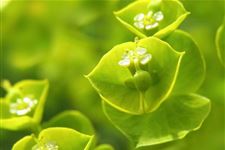 小满节气在农事上有哪些灾害