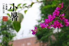 2017年关于小暑节气的古诗