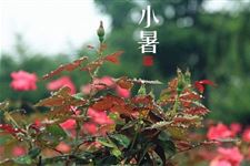 小暑和大暑的区别有哪些