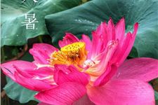 大暑节气诗词大全