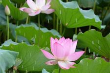 2017夏至时间 2017夏至是几月几日