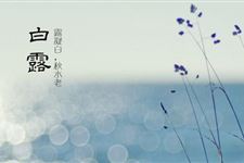 白露节气适合吃什么