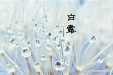 白露是什么意思 白露代表着什么