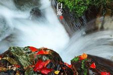 白露节气由来