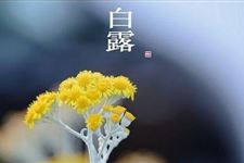 白露是几月几日 2017年白露是什么时候