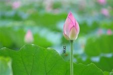 2017年夏至食物推荐 2017年夏至吃什么食物养生