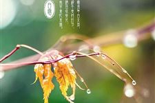 白露祝福短信