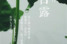 关于白露节气的8个灯谜