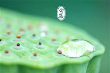 有关白露的谚语大全