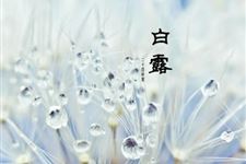 二十四节气谚语:关于白露谚语