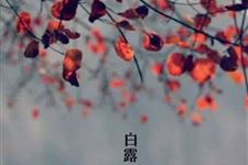 白露谚语大全 2017年关于白露谚语有哪些
