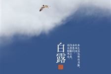 关于白露的谚语