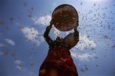 2017年世界粮食日是几月几日星期几