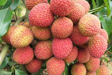 小暑节气吃哪些食物养生