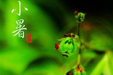 小暑习俗 小暑为什么要尝新食新