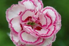 母情节花语 2018年母亲节送什么花比较好